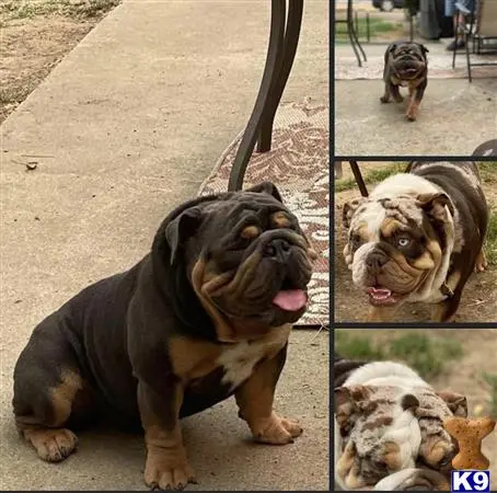 English Bulldog stud dog: a english bulldog dog on a leash