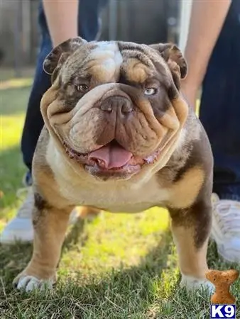 English Bulldog stud dog: a english bulldog dog with its mouth open