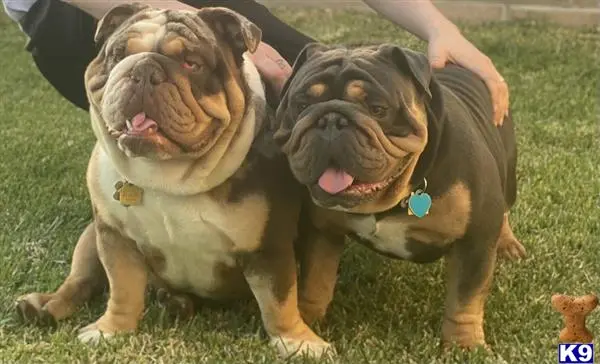English Bulldog stud dog: two english bulldog dogs sitting on grass