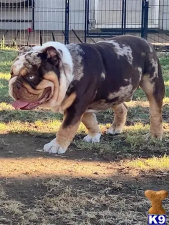 English Bulldog stud dog: a tiger with a english bulldog dogs head