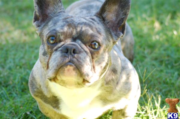a french bulldog dog looking up