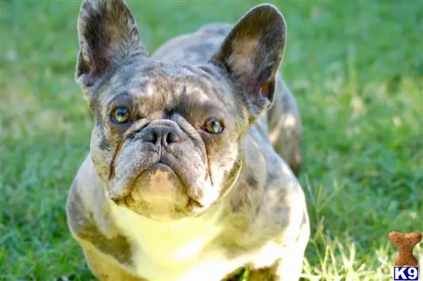 French Bulldog stud dog: a french bulldog dog looking up