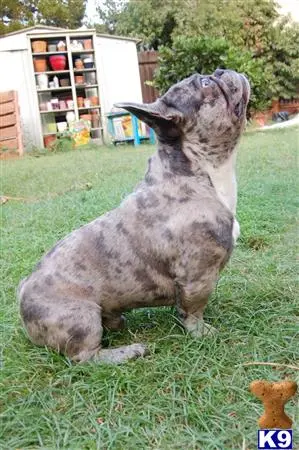 French Bulldog stud dog: a grey kangaroo sitting on grass