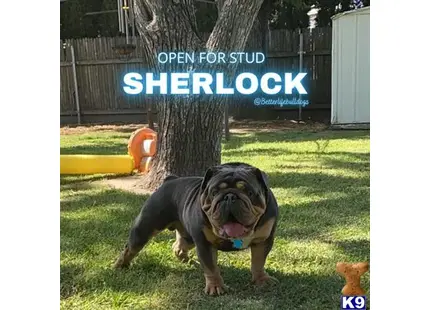 English Bulldog stud dog: a english bulldog dog standing in the grass
