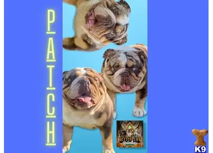 English Bulldog stud dog: a english bulldog dog with a human face