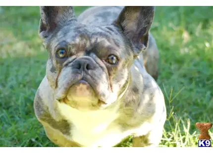 French Bulldog stud dog: a french bulldog dog looking up