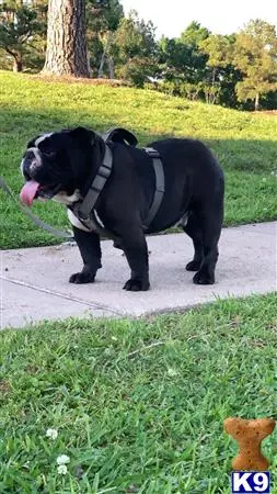 English Bulldog stud dog