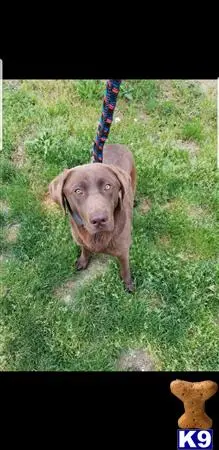 Labrador Retriever stud dog