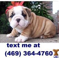 english bulldog puppy posted by bettyriley591