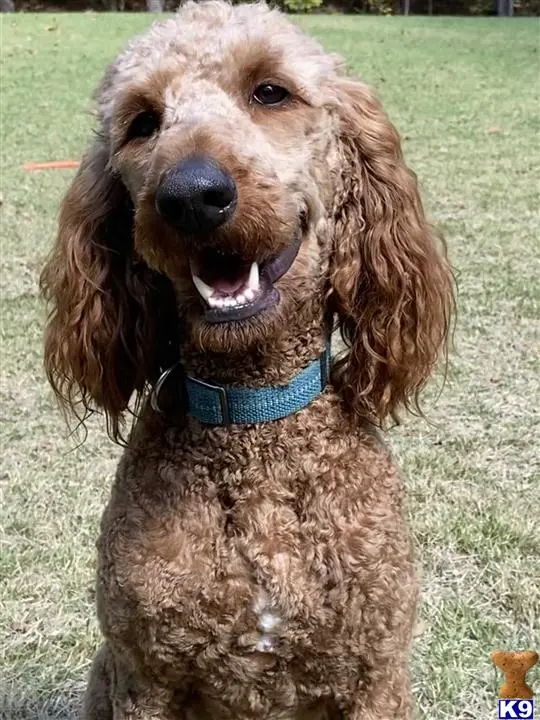 Poodle stud dog