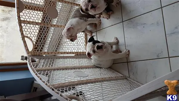 Old English Bulldog puppy for sale