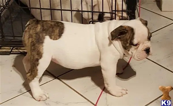 Old English Bulldog puppy for sale