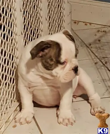 Old English Bulldog puppy for sale