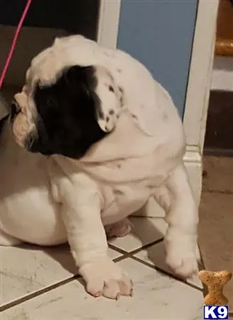 Old English Bulldog puppy for sale