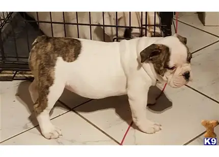 a old english bulldog dog on a leash