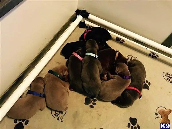 Doberman Pinscher puppy for sale