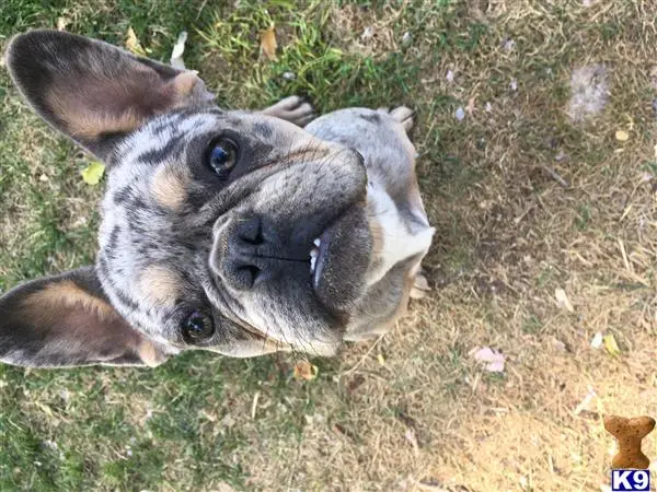 French Bulldog stud dog