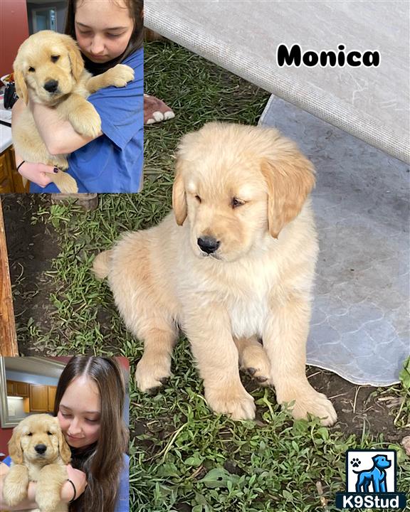 a golden retriever dog and a child