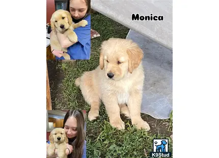 a golden retriever dog and a child