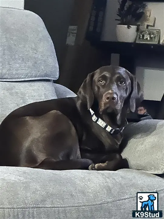 Labrador Retriever female dog