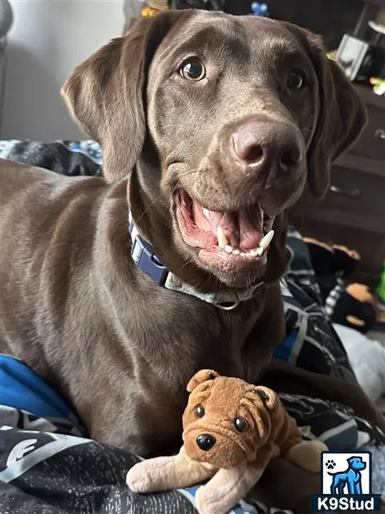 Labrador Retriever female dog