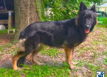 German Shepherd