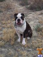 Duke Gunter available Old English Bulldog puppy located in YORBA LINDA
