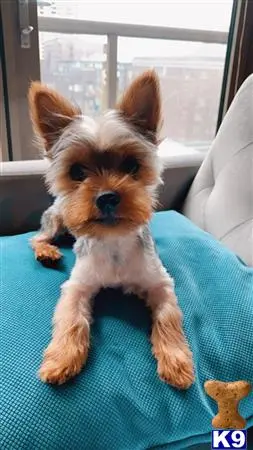 Yorkshire Terrier stud dog