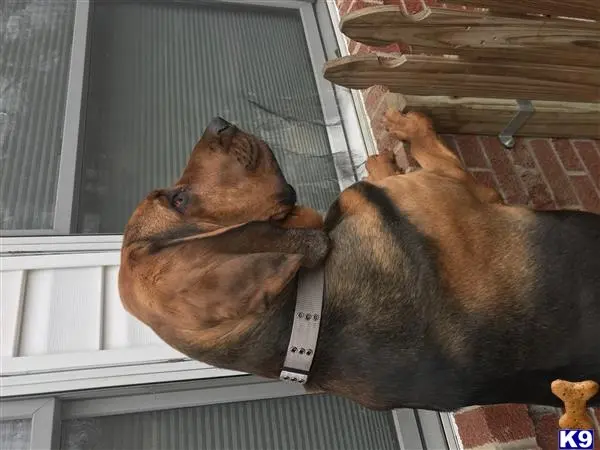 Bloodhound stud dog