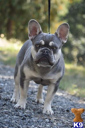 French Bulldog stud dog