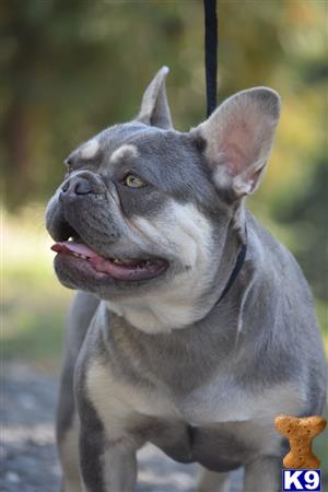 French Bulldog stud dog