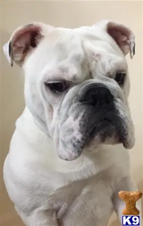 English Bulldog