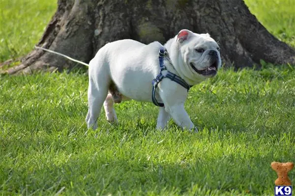 English Bulldog stud dog