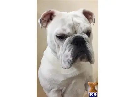 English Bulldog