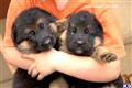 german shepherd puppy posted by bhawley