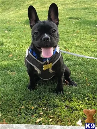 French Bulldog stud dog