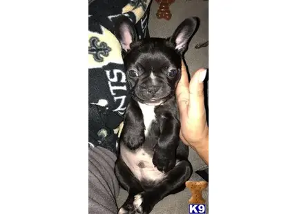 French Bulldog