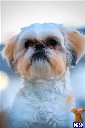 Shih Tzu stud dog