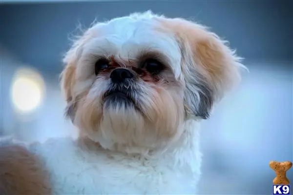 Shih Tzu stud dog