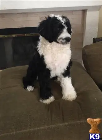 Portuguese Water Dog stud dog