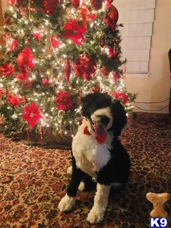 Portuguese Water Dog stud dog