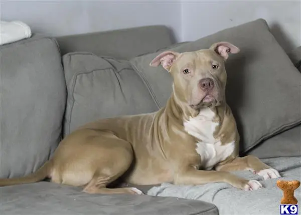 American Pit Bull stud dog: a american pit bull dog lying on a couch