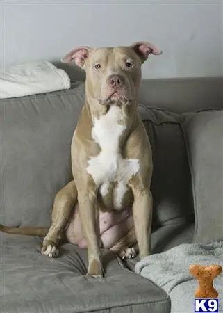 American Pit Bull stud dog: a american pit bull dog sitting on a couch