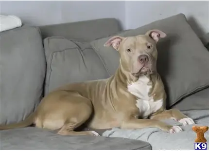 American Pit Bull stud dog: a american pit bull dog lying on a couch