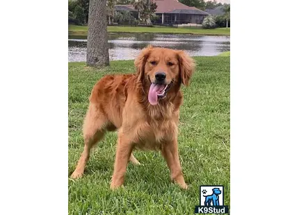 Golden Retriever stud dog: a golden retriever dog standing in grass