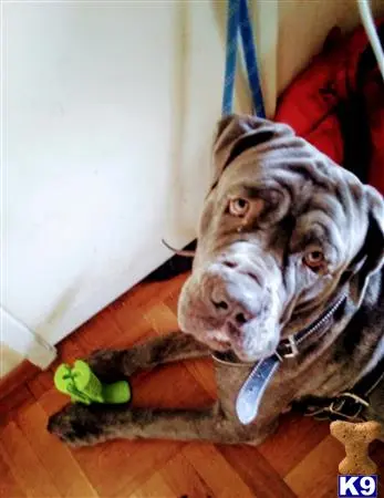 Neapolitan Mastiff stud dog: a neapolitan mastiff dog lying on a blanket