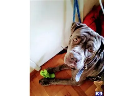 Neapolitan Mastiff stud dog: a neapolitan mastiff dog lying on a blanket