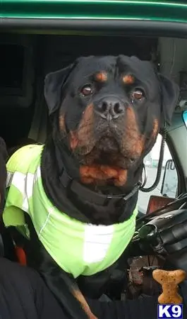 Rottweiler stud dog: a rottweiler dog wearing a green shirt and a black jacket