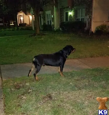 Rottweiler stud dog: a rottweiler dog standing on a sidewalk