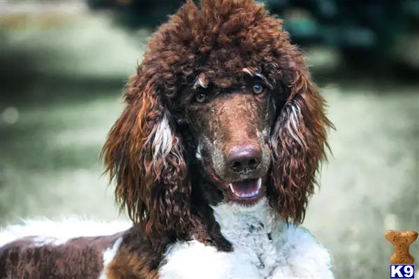 Poodle stud dog: a poodle dog with a white coat
